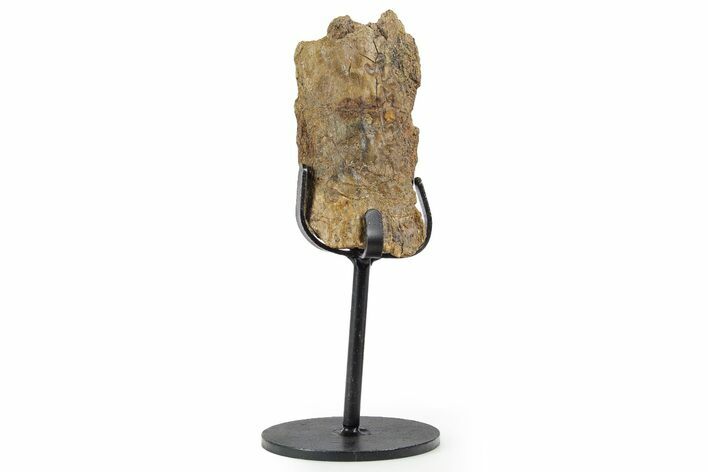 Fossil Hadrosaur Rib Section w/ Metal Stand - South Dakota #339924